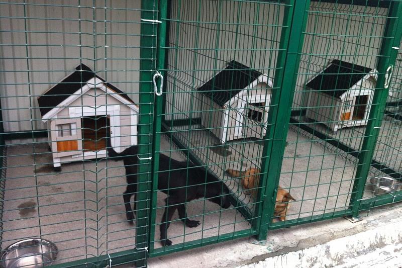 Власти Сочи потратят 3 млн рублей на помощь бездомным животным