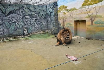 Владелец краснодарского «Сафари-парка» не смог предоставить документы на африканского льва