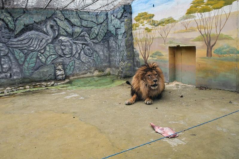 Владелец краснодарского «Сафари-парка» не смог предоставить документы на африканского льва