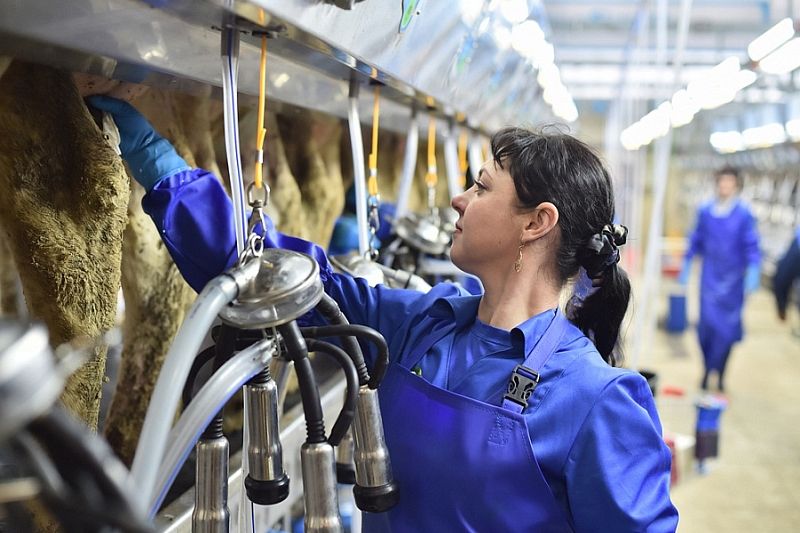 Краснодарский край в 2023 году нарастит производство молока на 4%