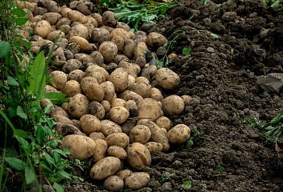 Положил в лунку при посадке картофеля 1 ингредиент – устал собирать ведрами урожай: хоть продавай