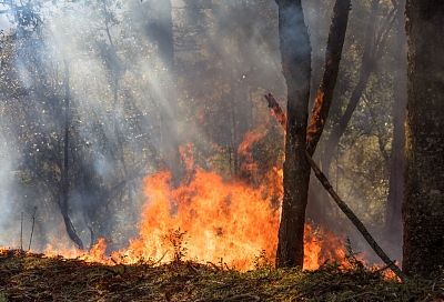 На Кубани продлили ограничения на посещение лесов