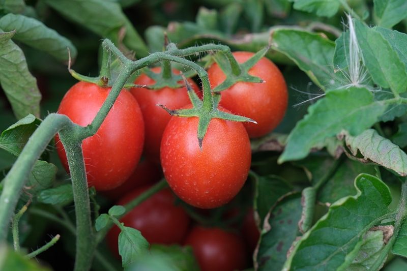 На полях овощной бригады идет ручной сбор томатов.
