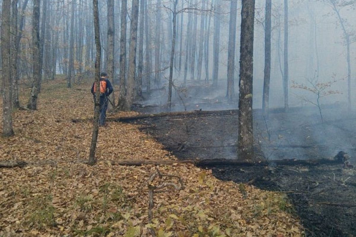 В Краснодарском крае тушат лесную подстилку