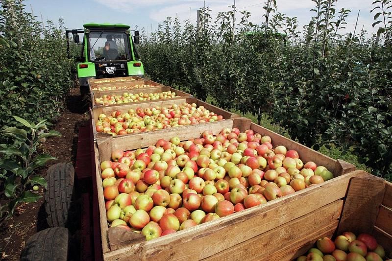 В Краснодарском крае собрали около 30 тыс. тонн фруктов и ягод
