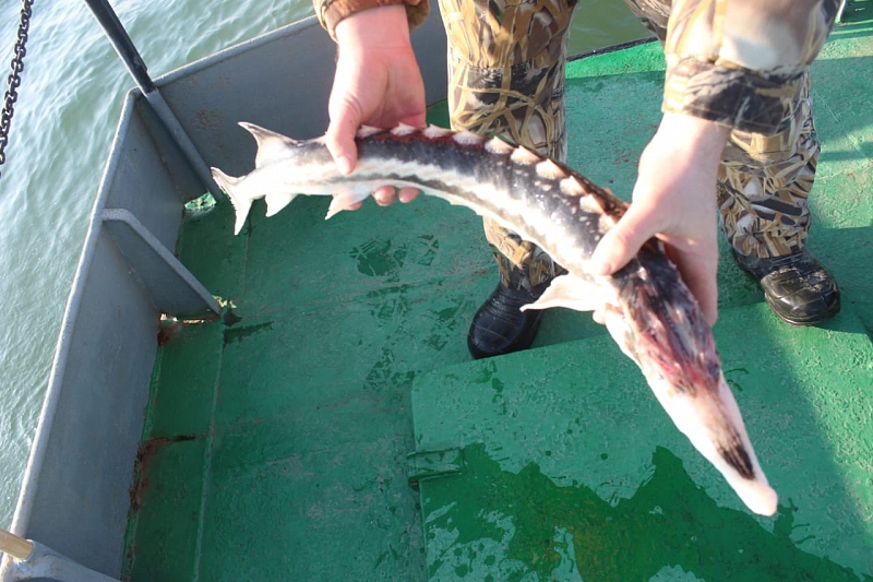 В Краснодарском крае пограничники спасли из сетей браконьеров более 800 рыб
