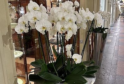 Если орхидея не цветет: хитрости, которые вернут им тропическую роскошь