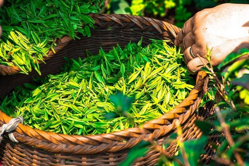 Как правильно выбрать качественный и полезный зеленый чай