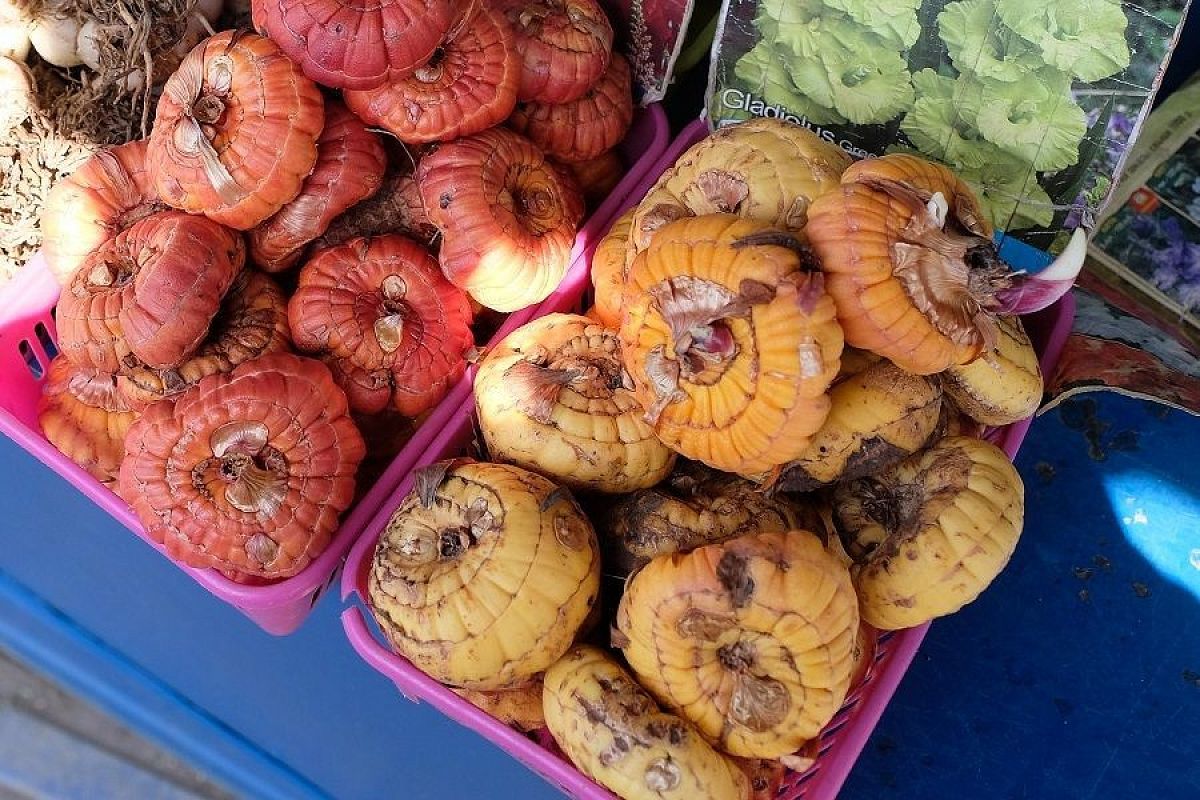 Гладиолусы перезимуют: что нужно сделать, прежде чем убрать луковицы на хранение