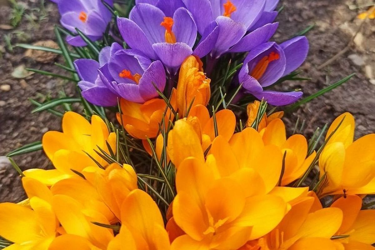 Не только тюльпаны и нарциссы: какие еще неприхотливые луковичные посадить осенью