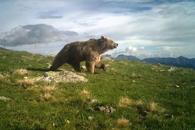 В Кавказском заповеднике прокомментировали информацию о нападении медведей на туристов