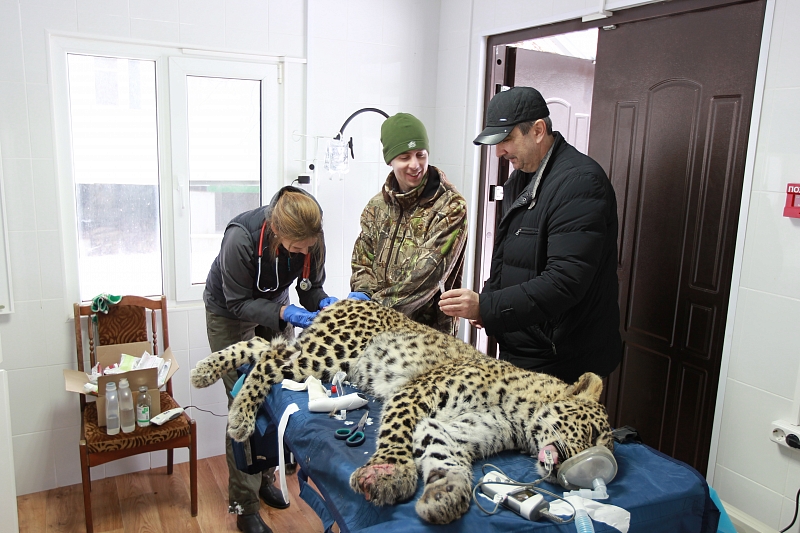 В Сочи молодому леопарду провели операцию