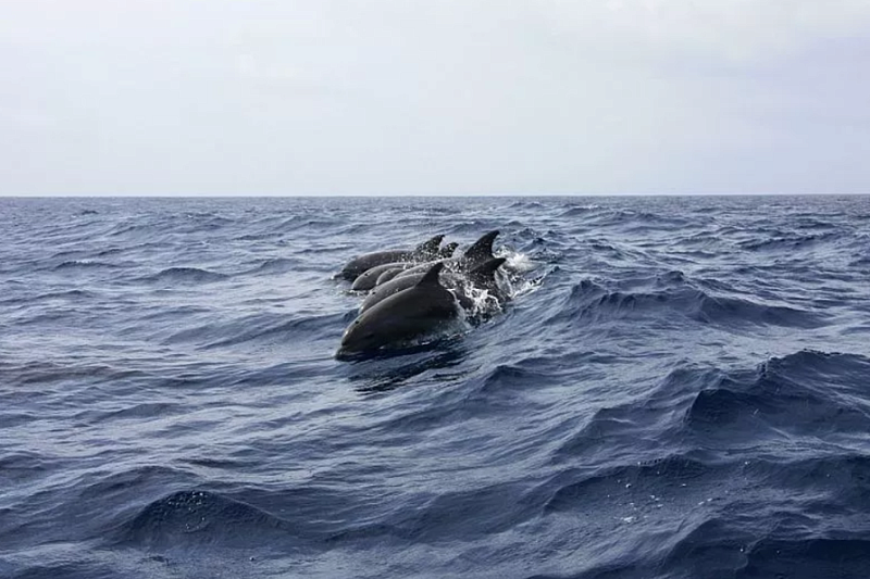 Более 100 мертвых дельфинов обнаружили в марте на побережье Краснодарского края