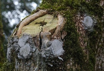 Власти Краснодара назвали причину вырубки деревьев в Вишняковском сквере