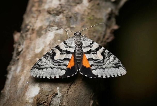 Исчезающие бабочки Краснодарского края – ярко-желтая орденская лента, совка зрачок и капюшонница