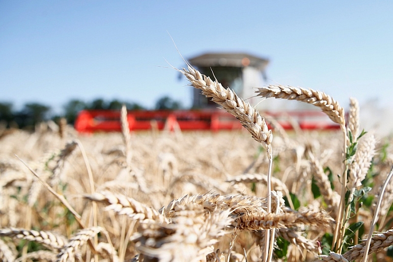 Свыше 360 комбайнов работает ежедневно на уборке зерновых культур в Краснодарском крае 