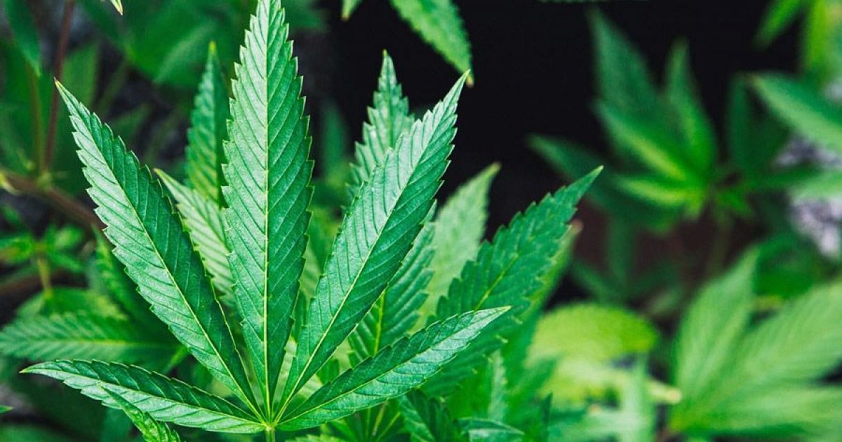 штаты с легализованной марихуаной