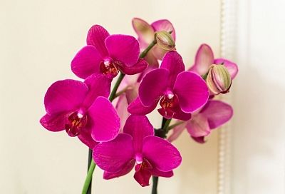 Молоко лью себе в чашку и в горшок с орхидеями - цветут потом как сумасшедшие! Необычные подкормки, которые ваши цветы точно оценят