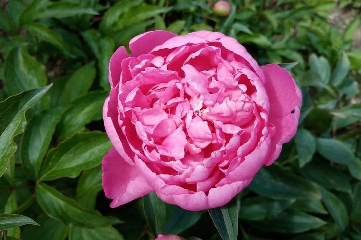 В конце августа сажаем пионы: выбираем лучшие сорта и простую, но грамотную технику