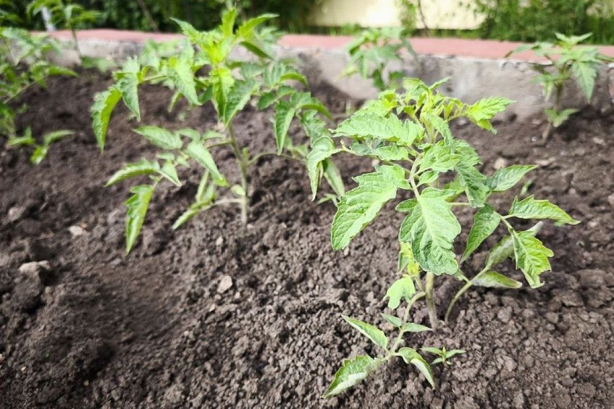 10 худших мест для посадки рассады томатов: где не стоит сажать помидоры, если хотите урожай