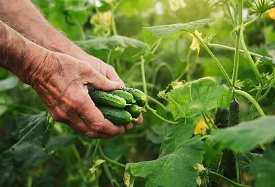 Собираю первые огурцы уже к лету: лучшие ранние сорта, сроки и рассада от Кизимы