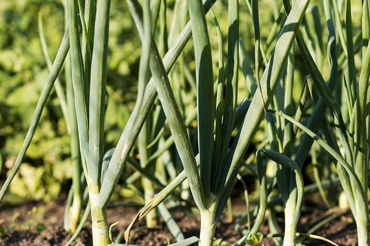 29 июня — луку обязательно: 3 народных способа спасти урожай 2025 от луковой мухи