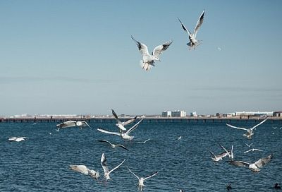 Вода в Черном море на Кубани прогрелась до +24