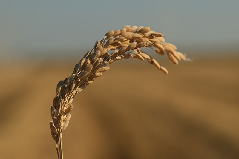 Рис в этом году дает отличный урожай и качество зерна.