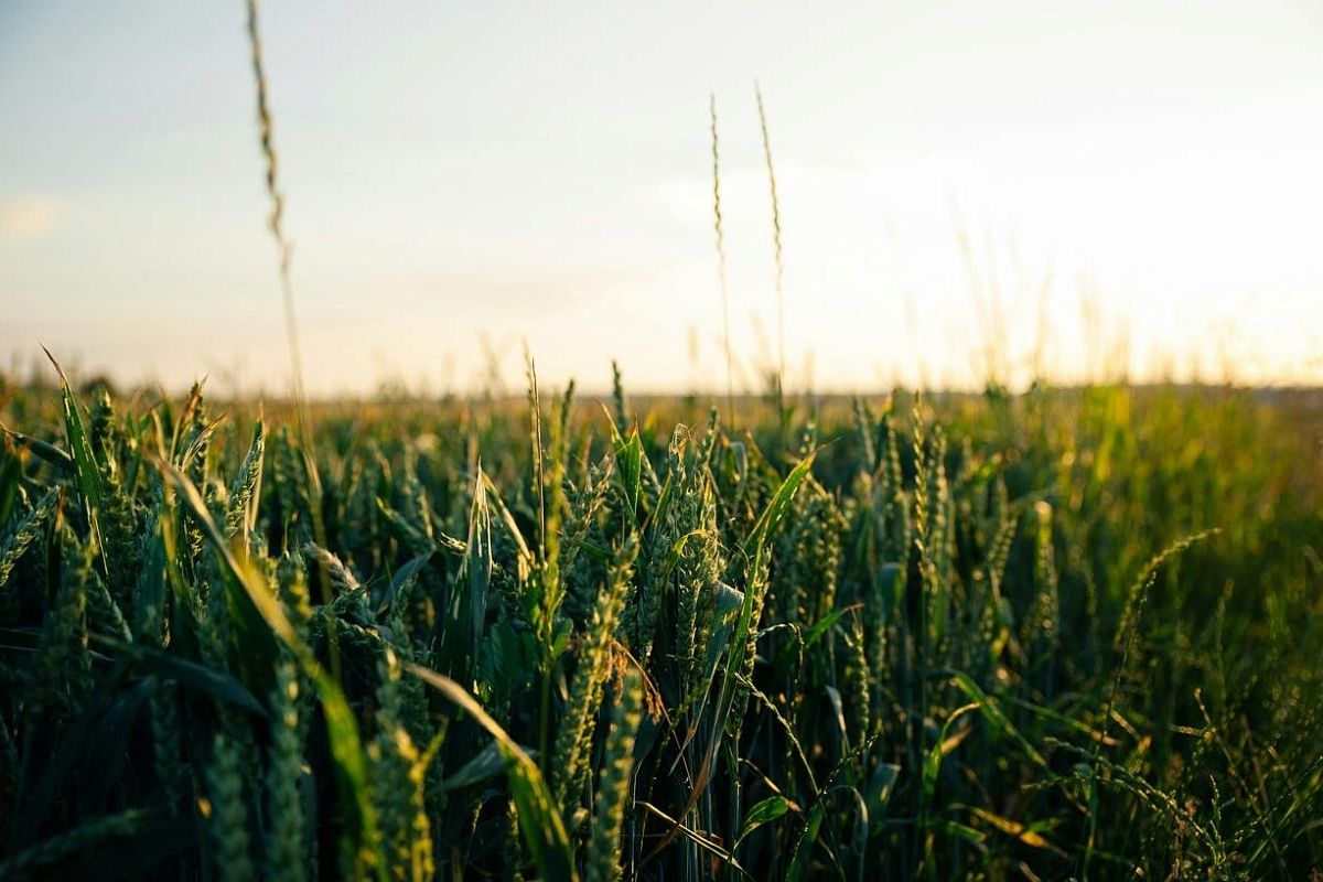 Кубанские аграрии из пострадавших от засухи районов получат компенсации за покупку семян