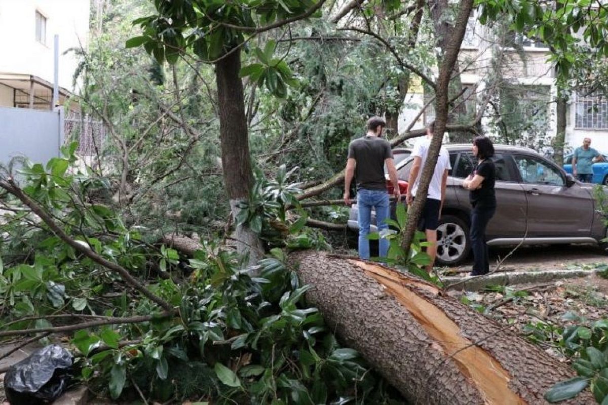 В Сочи на 70-летнюю женщину упало дерево