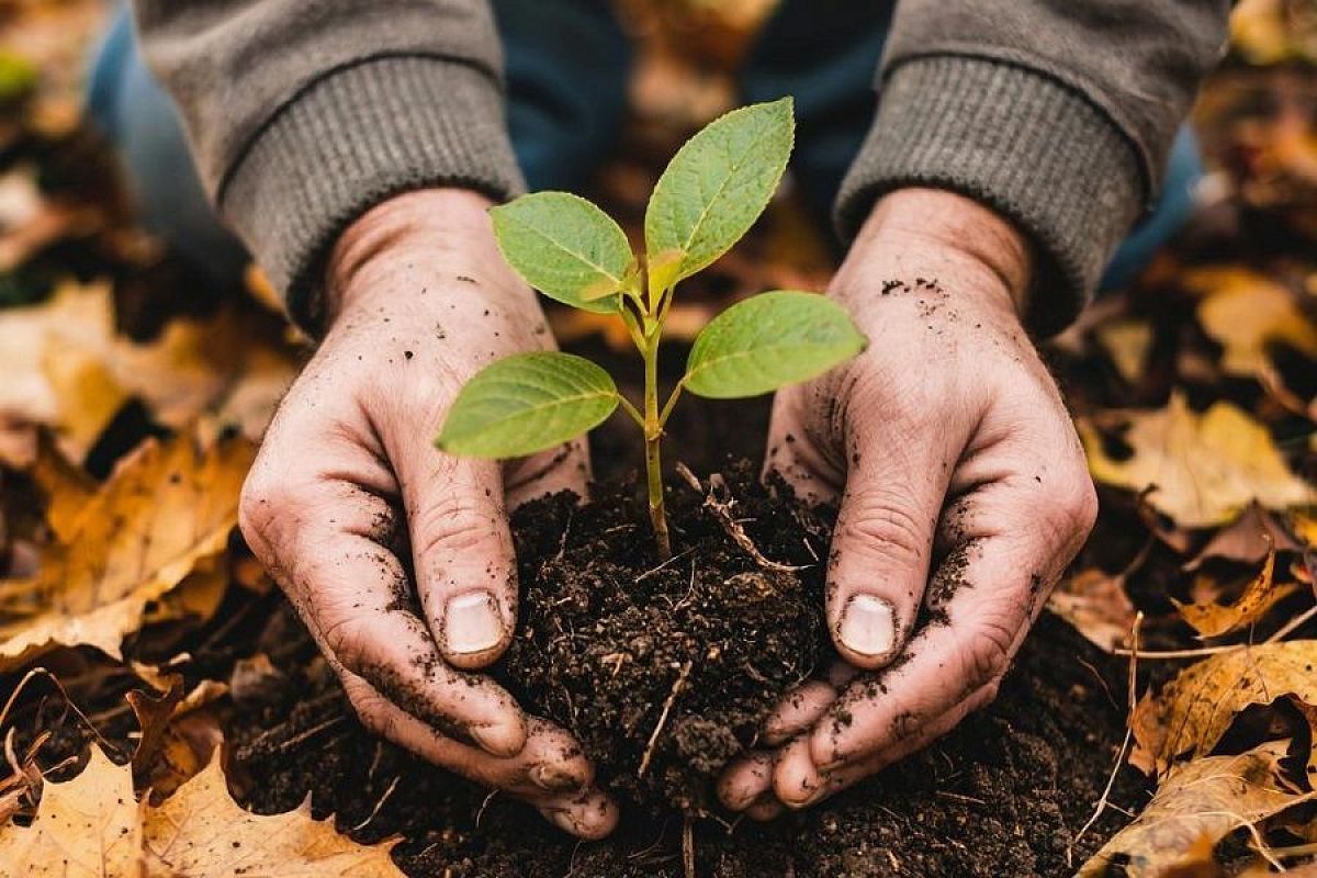Рано или поздно: до какого времени можно сажать растения осенью?