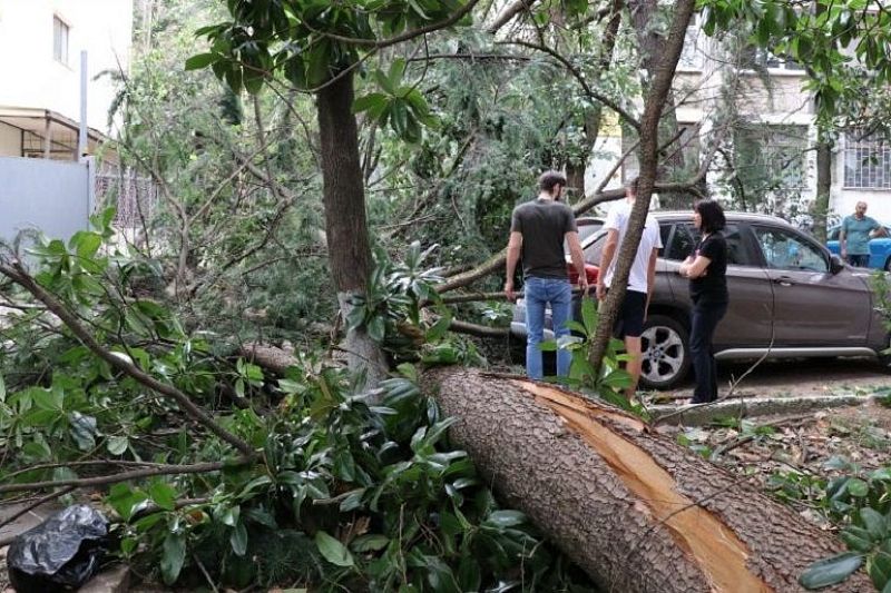 В Сочи на 70-летнюю женщину упало дерево