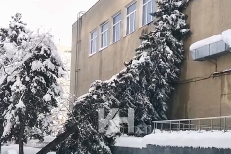 141 дерево упало в Краснодаре под тяжестью снега
