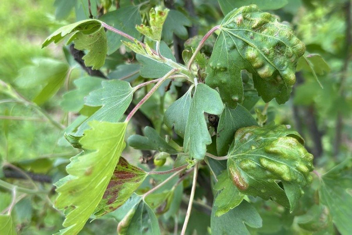 Собрал урожай и забыл: почему у смородины и крыжовника сохнут листья после плодоношения
