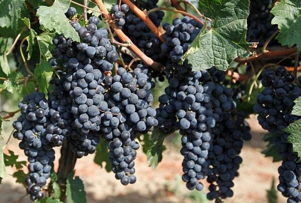 В Краснодарском крае планируется собрать не менее 18 тыс. тонн столового винограда