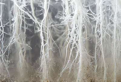 Арабский метод укоренения черенков: из бутылки с песком — множество новых растений