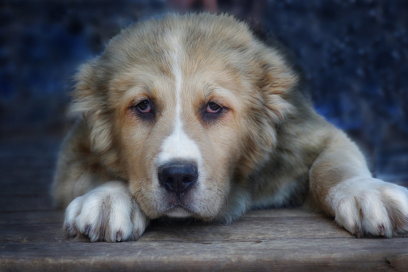Жителю Краснодарского края грозит до 5 лет тюрьмы за кражу щенка алабая