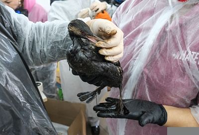 Более 200 погибших и измазанных в нефтепродуктах птиц обнаружили на побережье Анапы 