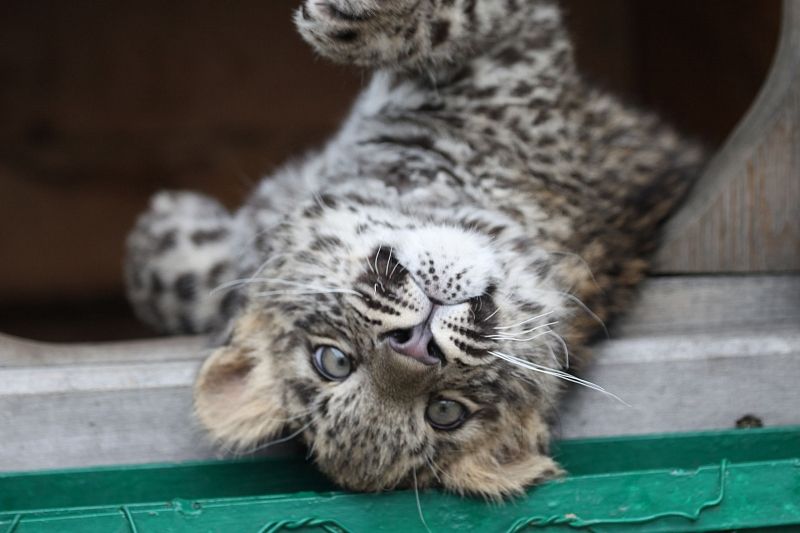Стартовало голосование на выбор имени для котенка из Центра восстановления леопарда на Кавказе