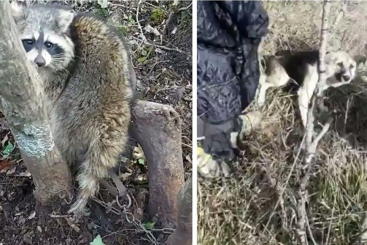 В горах под Новороссийском спасли попавшего в капкан енота и привязанную к дереву собаку