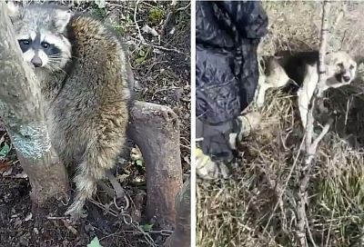 В горах под Новороссийском спасли попавшего в капкан енота и привязанную к дереву собаку