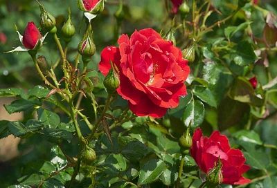 Размножаю розы прямо на растущей ветке: укореняю в горшке с закрытой корневой системой