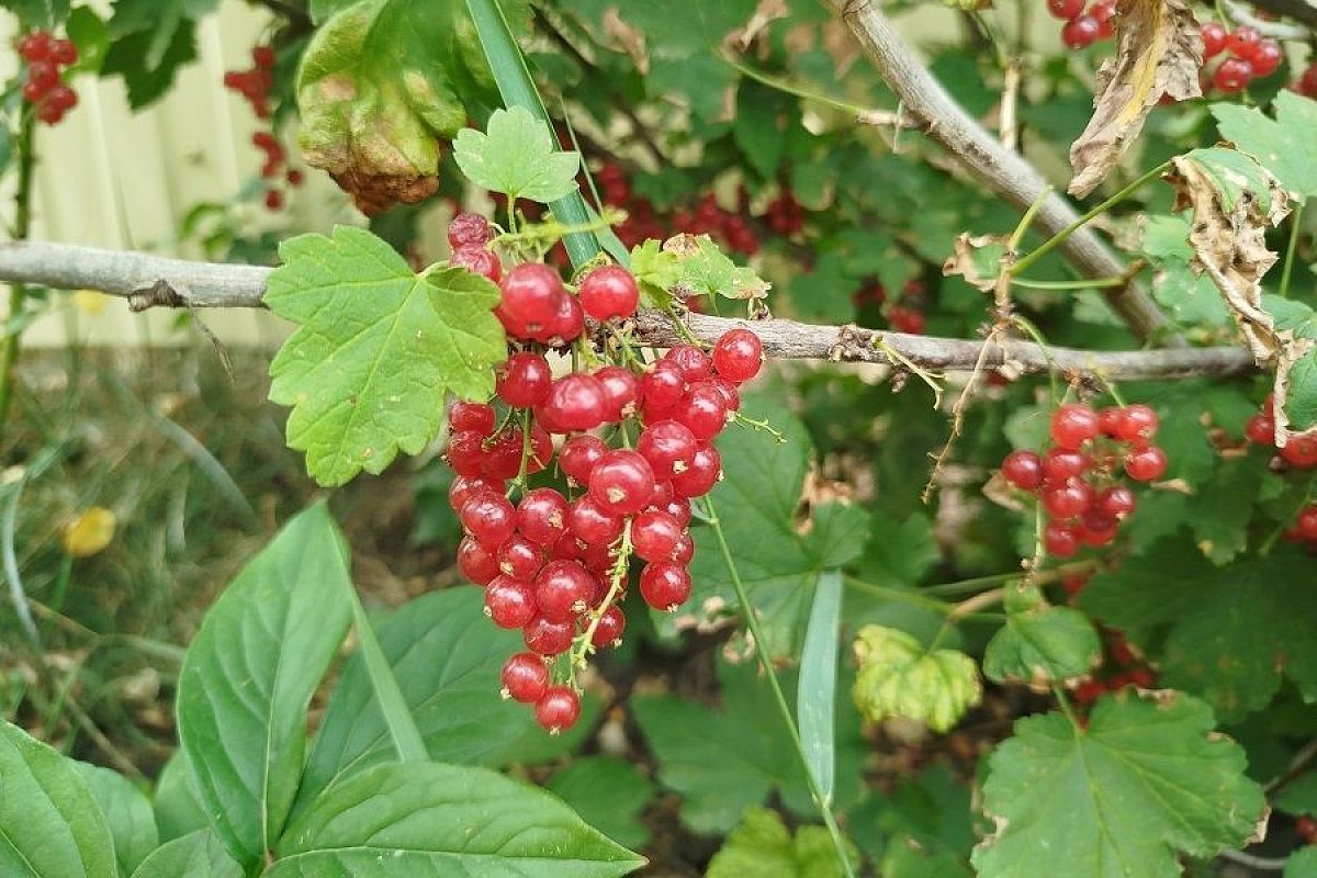 Что посадить на участке, который регулярно подтапливает: советы хозяйки-садовода