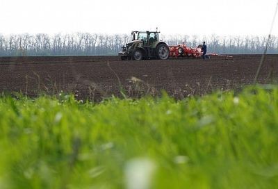 Яровыми культурами в Краснодарском крае засеют 1,8 млн гектаров полей