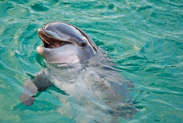В Сочи разработали методичку по спасению дельфинов