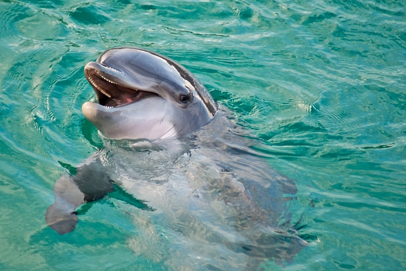 В Сочи разработали методичку по спасению дельфинов