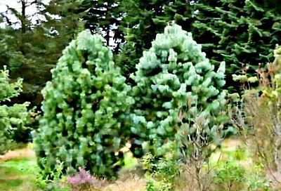 Секрет идеальной дачи: хвойные растения, которые не ранят, не капризничают и живут полвека