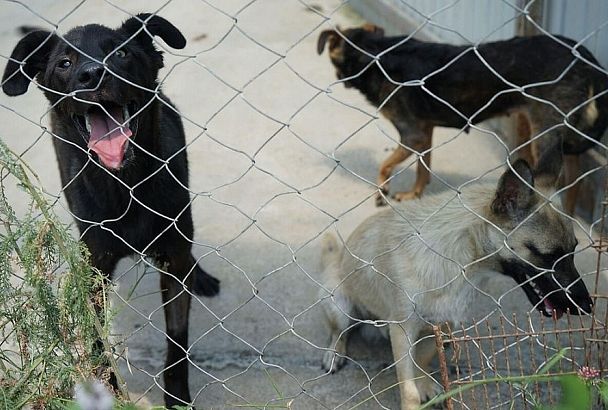 Из-за нападений собак прокуратура обязала власти Апшеронского района создать приют для бездомных животных