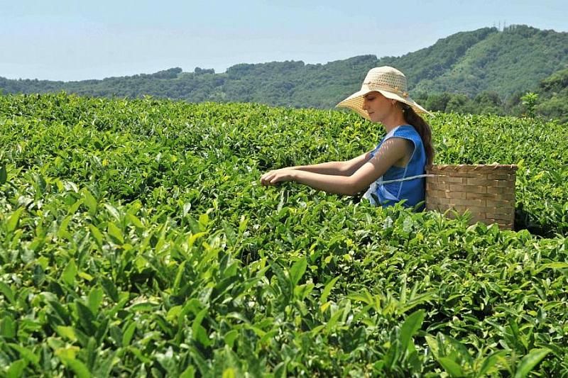 Кубанский чай планируют экспортировать в Сербию 
