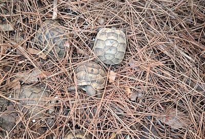 Программа по восстановлению популяции черепахи Никольского стартовала в Краснодарском крае